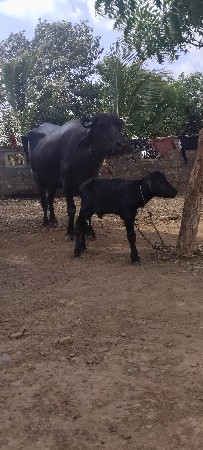 પેલું વેતર ખડેલી વેચવાનું છે