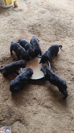 puppy વેચવા ના છે