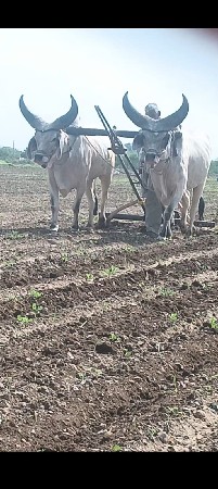ગોઢલા વેચવાના છે
