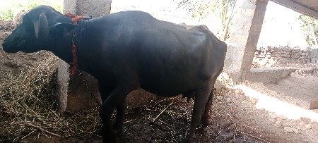 ભેંસ વેચવાની છે