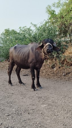 ખળેલી વેચવાની છે