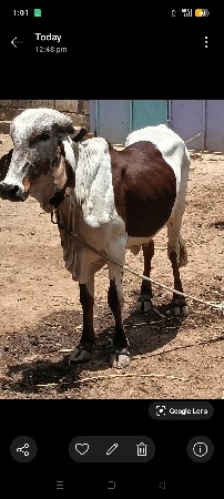 ગીર વાછડી  લીલડી
