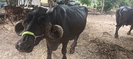 જાફરાબાદી ટોપલી ભેંસ
