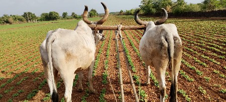 બળદ