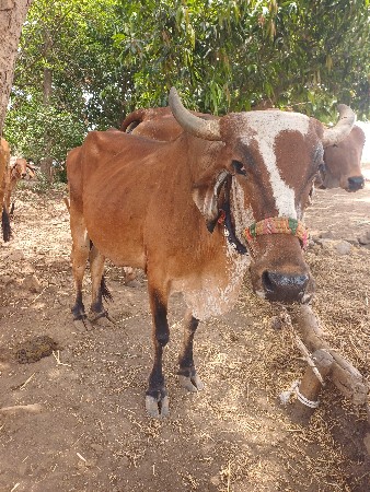 ગાય