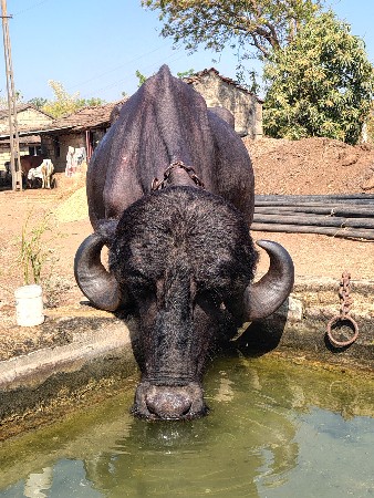 4 દાંતે છે ખડાય