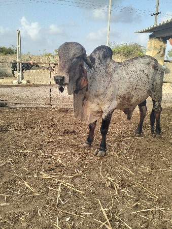 ગાય ફેરવા માટે