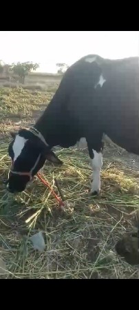 ગળકોટડી બાબરા અમરેલી