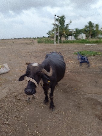 મો. 7698669707
