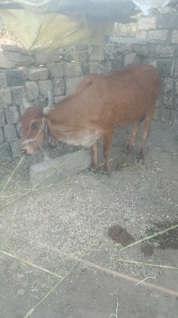 ગાઈ. વૅચવાની