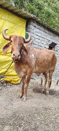 ગાય વેચવાની છે