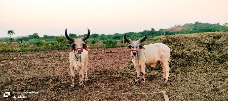 વઢીયારા વેચવાના છે