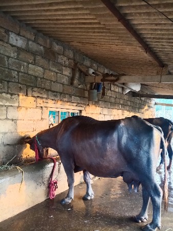 નવ મહિના