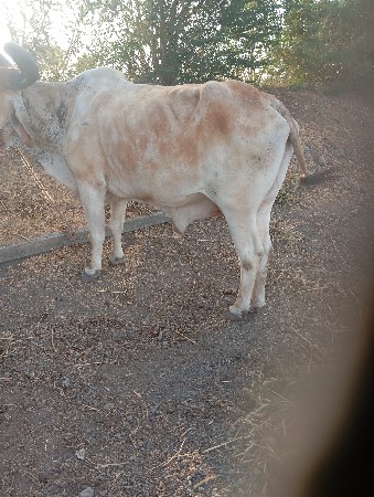 વેચવાના