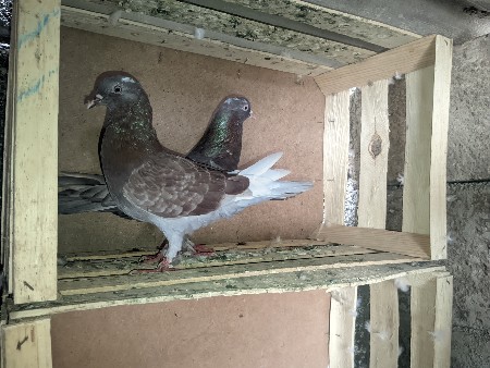 કબુતર નો લાડ વેચવાનો છે