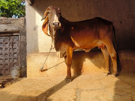 હોડકી વેચવાની છે
