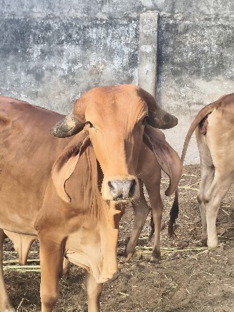 ગાય વેચવાની છે