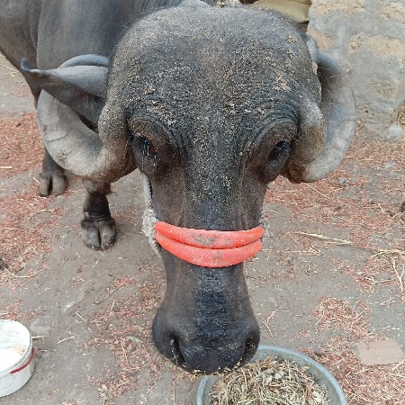 ભેસ