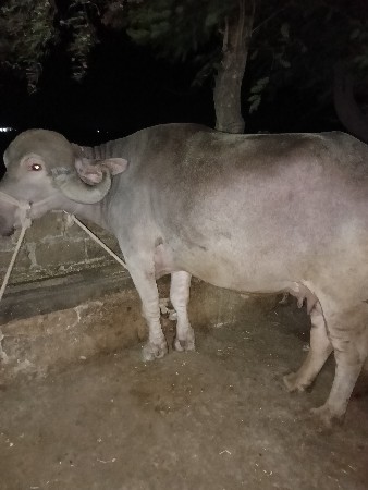2 ભેંસ વેચવાની છે