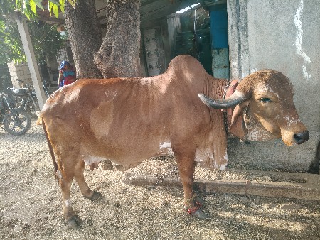 ગીર ગાય
