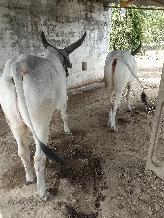 બડદવેસવાનાછે