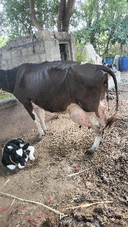 ગાય વેચવાની છે ત્રીજું વેતર વિજાણી