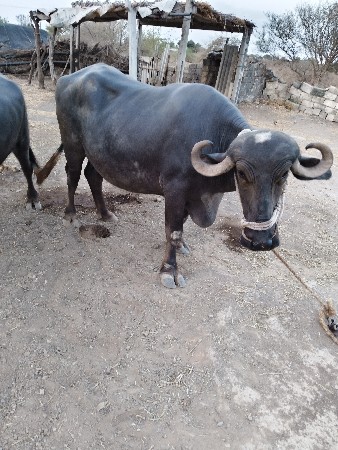 બીજું વેતર ભેંસ વેચવાની
