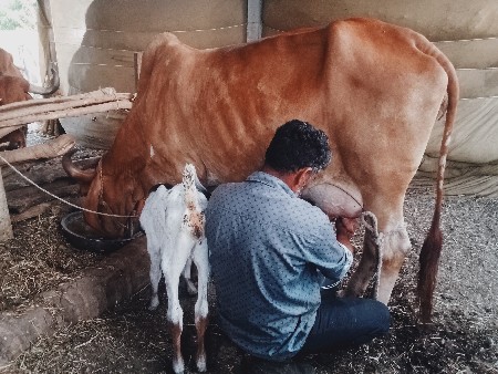 ગાય વેચવાની છે