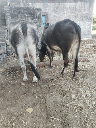 બળદ વહેંચવાના છે