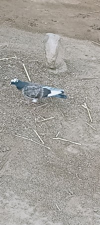 કબુતર વેચવાના છે એક જોડી