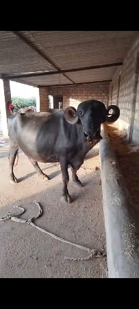 ખરેલી વેચવાની છે