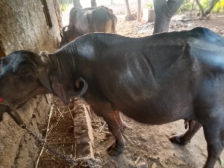ભેંસ વેચવાની છે એક મહિના ની ગાભણ