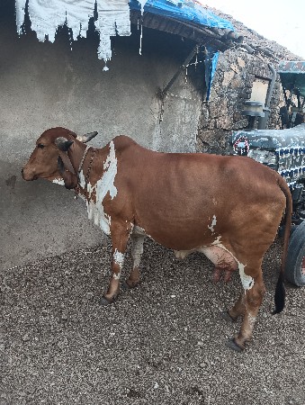 5 ગાય અને 1 નાની ઓડકી