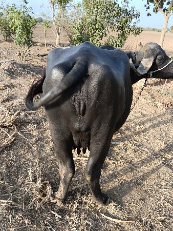 વેચવાની છે