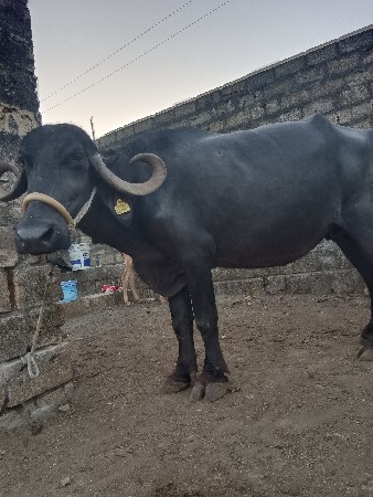 વેચવાની સે