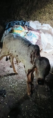 એક મહિના ઉપરનો વાછડો