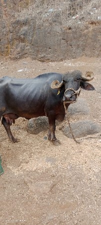 ભેંસ વેચવાની છે.
નંબર 8799354640