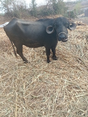 બે ભેંસુ વેચવાની છે