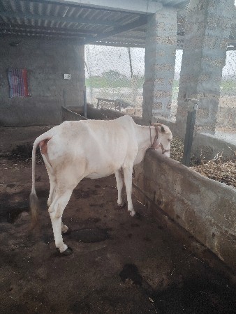 તબેલો ભાડે આપવો છે
