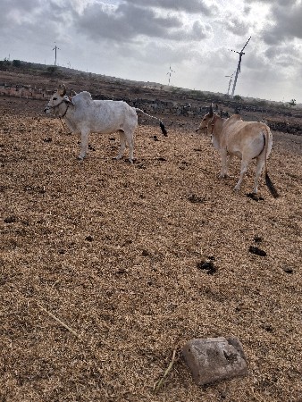 ગોઢલા