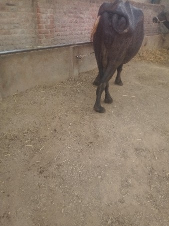 ખળેલીવેચવાનીછે