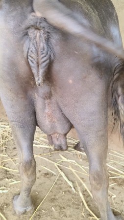 ભેંસ વેચવાની છે