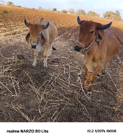 ગોધલા