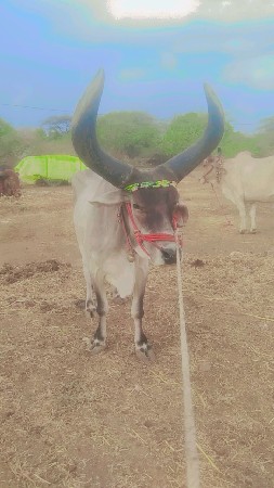 20000 કિંમત