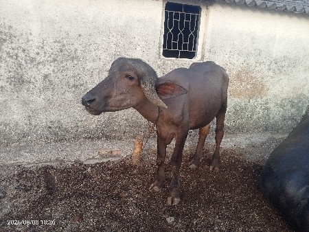 પાડો વેસ્વાનો સે