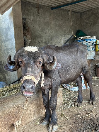 ખડેલી વેચવાની છે