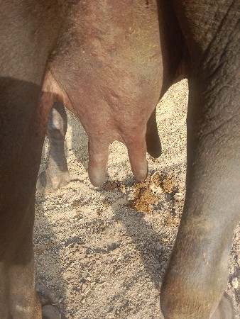 જાંભરી છે પંદર દિવસ વાર છે