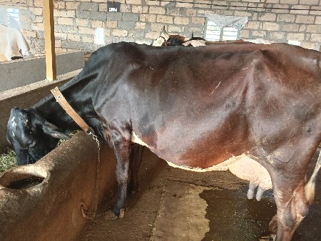 એસેફ ગાય વેસવા ની સેએ