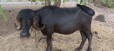 ખણેલું વેચવા નું છે
