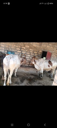 બળદ વેચવાના છે